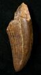 Fat Tyrannosaur Tooth - Judith River Group #17623-1